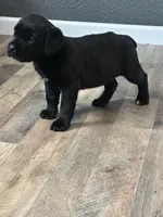 August, a female Cane Corso for sale in Tipton, IN – 2 of 3