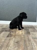 August, a female Cane Corso for sale in Tipton, IN – 3 of 3