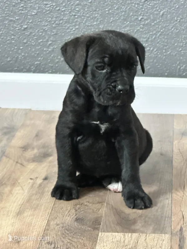 June  – Cane Corso puppy for sale in Tipton, IN
