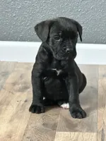 June , a female Cane Corso for sale in Tipton, IN – 1 of 3