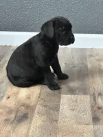 June , a female Cane Corso for sale in Tipton, IN – 3 of 3