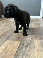 June , a female Cane Corso for sale in Tipton, IN – 2 of 3