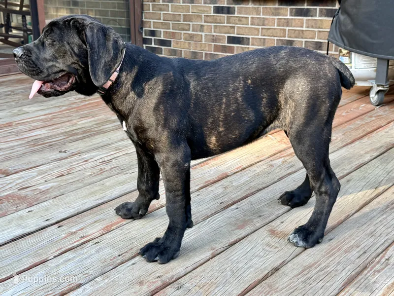Karma  – Cane Corso puppy for sale in Kokomo, IN