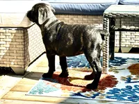 Colt , a male Cane Corso for sale in Tipton, IN – 6 of 8