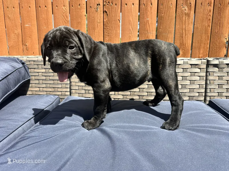  Colt  – Cane Corso puppy for sale in Tipton, IN