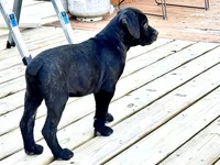 Rocky , a male Cane Corso for sale in Tipton, IN – 3 of 4