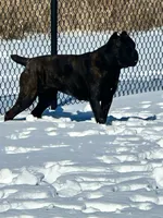 Nala (Inport , a female Cane Corso for sale in Tipton, IN – 3 of 5