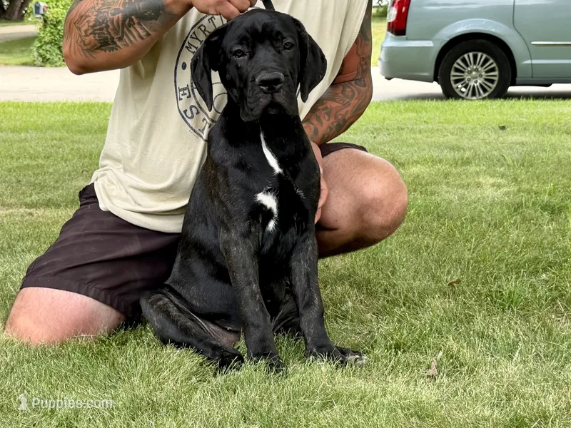 Karma  – Cane Corso puppy for sale in Kokomo, IN