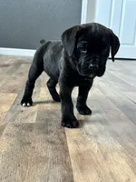 Mj, a male Cane Corso for sale in Tipton, IN – 3 of 4