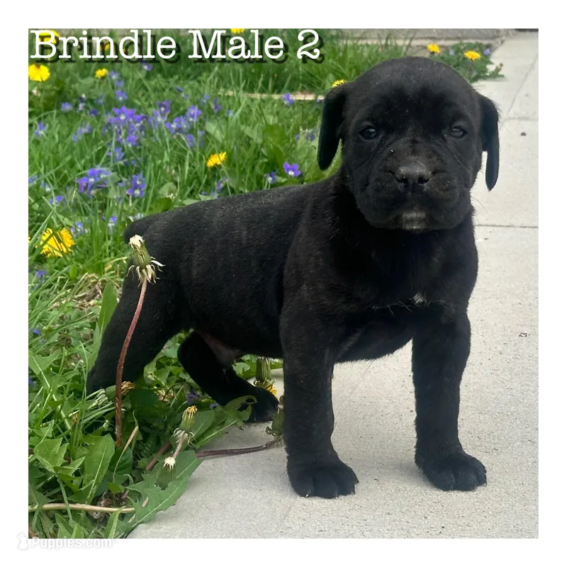 Brindle Male 2  – Cane Corso puppy for sale in Tipton, IN