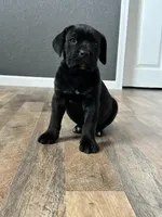Mj, a male Cane Corso for sale in Tipton, IN – 4 of 4