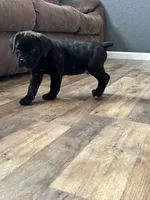 Mj, a male Cane Corso for sale in Tipton, IN – 2 of 4