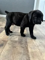 Mj, a male Cane Corso for sale in Tipton, IN – 1 of 4