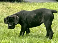 Karma , a female Cane Corso for sale in Kokomo, IN – 2 of 4