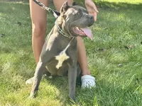 Kiara (Import), a female Cane Corso for sale in Kokomo, IN – 4 of 5