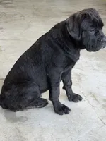 NJ , a female Cane Corso for sale in Kokomo, IN – 4 of 4