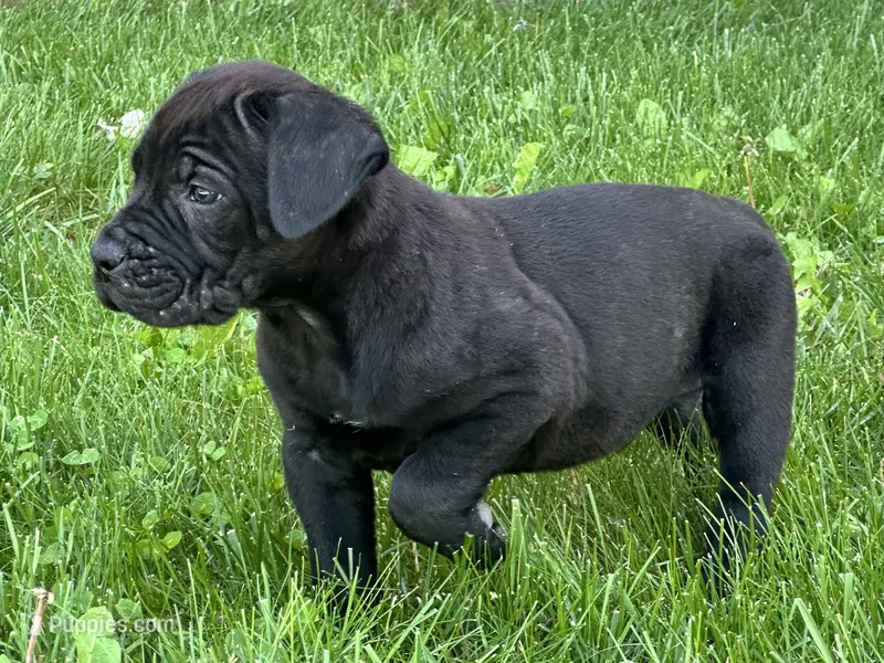  Colt  – Cane Corso puppy for sale in Tipton, IN