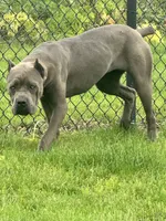 Kiara (Inport), a female Cane Corso for sale in Tipton, IN – 4 of 5