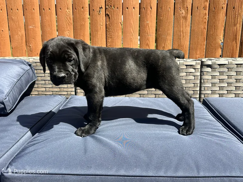 Karma  – Cane Corso puppy for sale in Tipton, IN