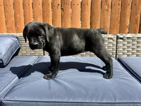 Karma , a female Cane Corso for sale in Tipton, IN – 1 of 4