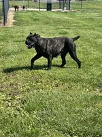 Nala (Inport , a female Cane Corso for sale in Tipton, IN – 2 of 5