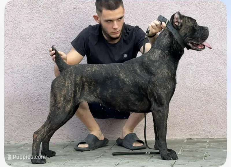 Nala (Inport  – Cane Corso puppy for sale in Tipton, IN