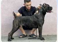 Nala (Inport , a female Cane Corso for sale in Tipton, IN – 1 of 5