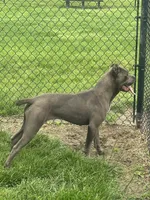 Kiara (Inport), a female Cane Corso for sale in Tipton, IN – 5 of 5