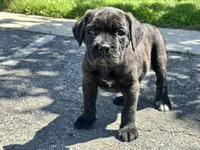 June , a female Cane Corso for sale in Tipton, IN – 3 of 4