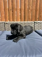 Karma , a female Cane Corso for sale in Tipton, IN – 2 of 4