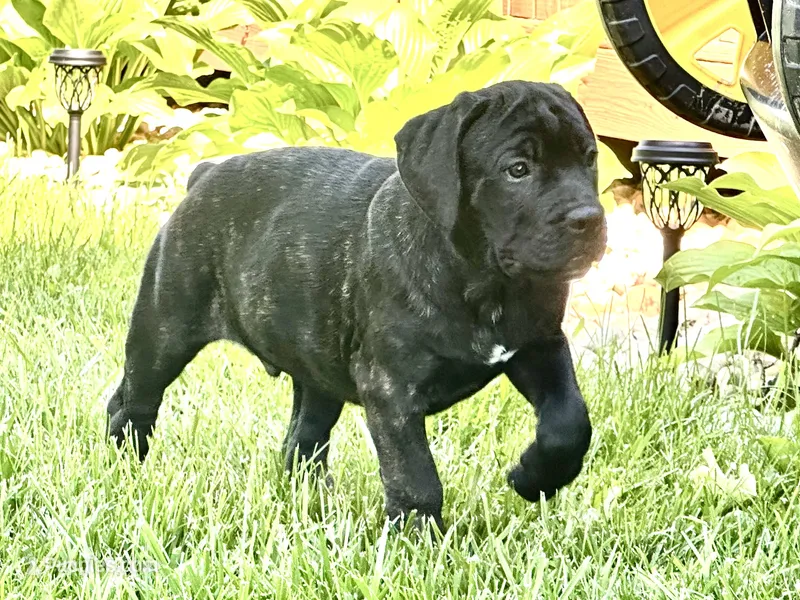 Colt  – Cane Corso puppy for sale in Tipton, IN