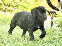 Colt , a male Cane Corso for sale in Tipton, IN – 2 of 8
