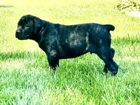 Colt , a male Cane Corso for sale in Tipton, IN – 3 of 8