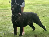 Nala (Inport , a female Cane Corso for sale in Kokomo, IN – 2 of 4