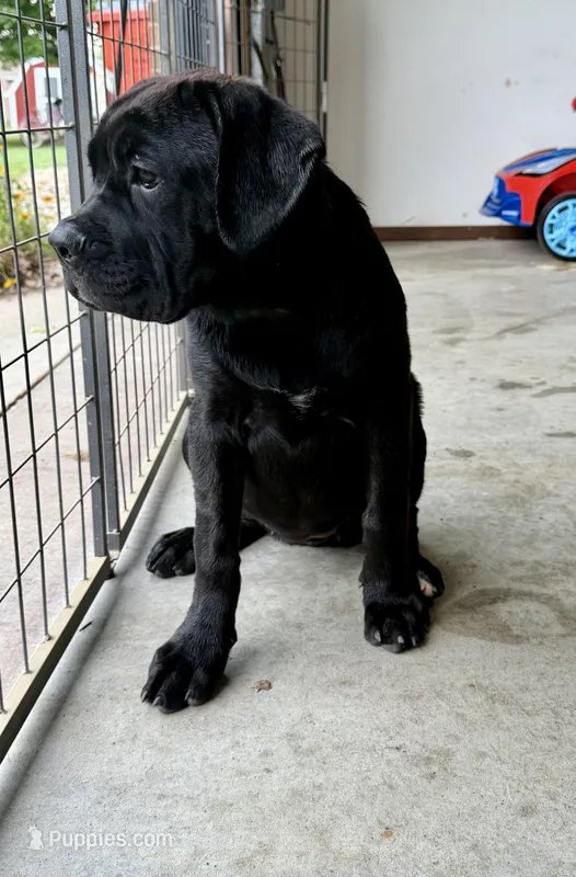 Star  – Cane Corso puppy for sale in Kokomo, IN