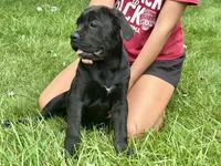 Star , a female Cane Corso for sale in Tipton, IN – 3 of 4