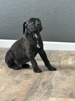  Colt , a male Cane Corso for sale in Tipton, IN – 3 of 3