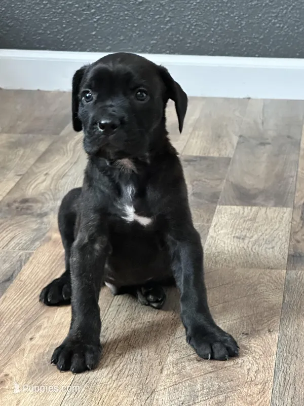  Colt  – Cane Corso puppy for sale in Tipton, IN
