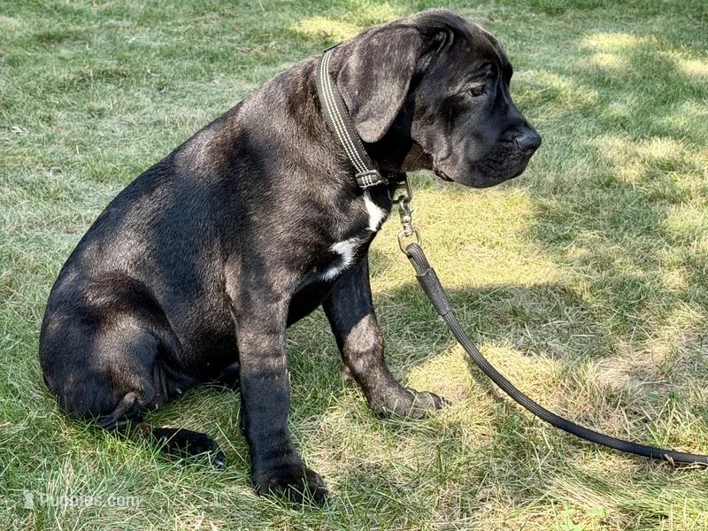Karma  – Cane Corso puppy for sale in Kokomo, IN
