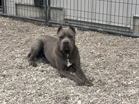 Kiara (Inport), a female Cane Corso for sale in Tipton, IN – 1 of 4