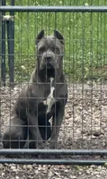 Kiara (Inport), a female Cane Corso for sale in Tipton, IN – 2 of 4