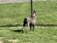 Kiara (Inport), a female Cane Corso for sale in Tipton, IN – 4 of 4