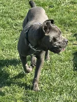 Kiara (Inport), a female Cane Corso for sale in Tipton, IN – 3 of 4