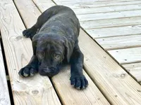 Colt , a male Cane Corso for sale in Tipton, IN – 7 of 8