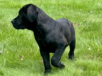 Rocky , a male Cane Corso for sale in Kokomo, IN – 2 of 4