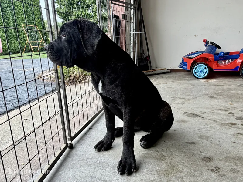 Venus  – Cane Corso puppy for sale in Kokomo, IN