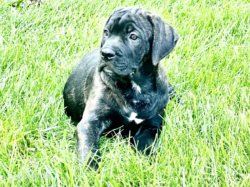 Colt  – Cane Corso puppy for sale in Tipton, IN