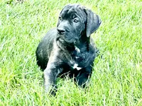 Colt , a male Cane Corso for sale in Tipton, IN – 1 of 8