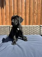 Karma , a female Cane Corso for sale in Tipton, IN – 3 of 4