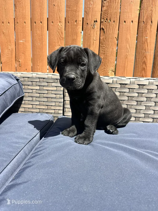 Rocky  – Cane Corso puppy for sale in Tipton, IN